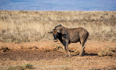 Black Wildebeest