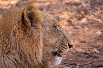 Lions in Zambezi National Park, Zimbabwe
