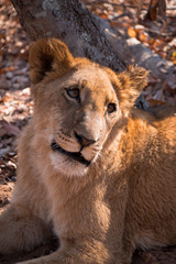 Lions in Zambezi National Park, Zimbabwe