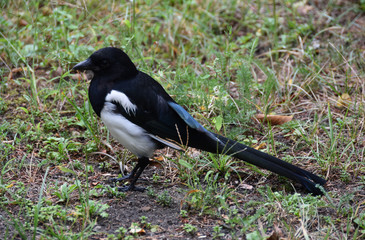 Magpie on a grass