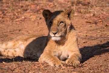 Lions in Zambezi National Park, Zimbabwe
