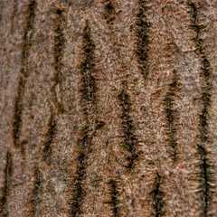 trunk texture