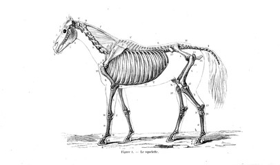 illustration of horse © ruskpp