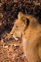 Lions in Zambezi National Park, Zimbabwe