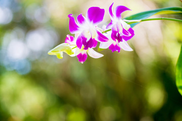 Obraz na płótnie Canvas orchid flower in nature ,fresh ,nature ,amazing orchids. Purple orchid in the forest Is a tree that sticks to or is based on other trees .