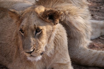 Lions in Zambezi National Park, Zimbabwe