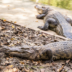 Scary alligators resting