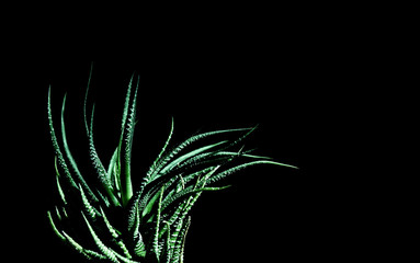 green cactus on a black background
