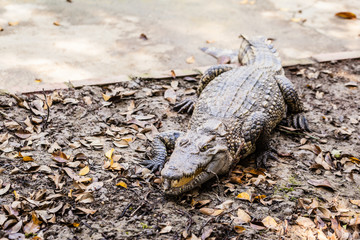 Big sneaky crocodile