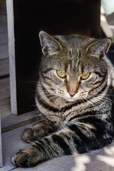 Portrait of a tabby cat