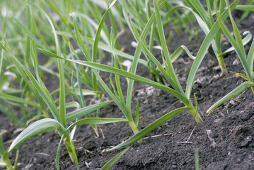 Garlic in the garden beds. Green color on the black earth. Spring.