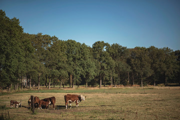 Herd of brown cows in summer meadow.