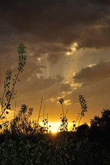 Rays of sunlight at sunset