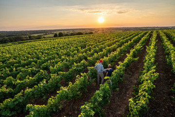 Top view. A winegrower and young son in their vines at sunset