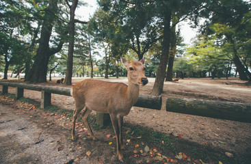 Deers and animals in Nara park, kyoto, Japan