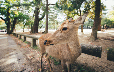 Deers and animals in Nara park, kyoto, Japan