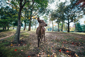 Deers and animals in Nara park, kyoto, Japan