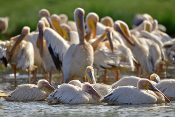 Bathing pelicans. Great White Pelicans on the shore of Natron lake. Scientific name: Pelecanus onocrotalus. Natron. Tanzania.