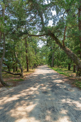 天橋立 松並木と一本道