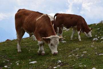 Fototapeta na wymiar mucche al pascolo in malga