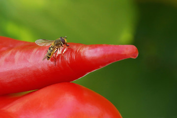 sweet red pepper and hot chili sits wasp tastes close-up.