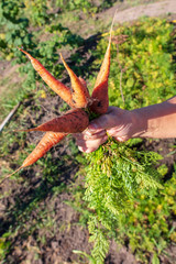 Fresh carrots in the hands of women in the garden