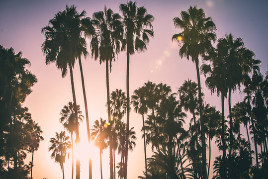 Palm trees and californian sunset