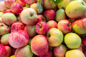 Harvest of apples from the garden as a background