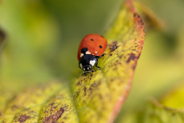 Colorado beetle on the leaves of potatoes