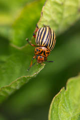 Colorado beetle on the leaves of potatoes
