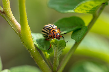 Colorado beetle on the leaves of potatoes