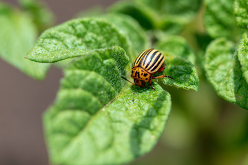 Colorado beetle on the leaves of potatoes