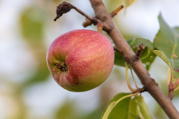 Apples on the branches of a tree