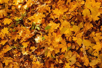 Leaves on the ground in autumn as a background