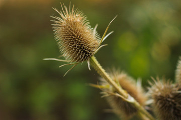 Nature flower plant