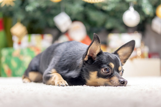Chihuahua puppy under the New Year tree protects gifts