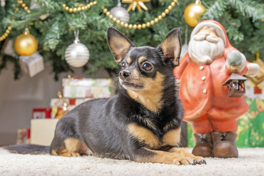 Chihuahua puppy under the New Year tree protects gifts
