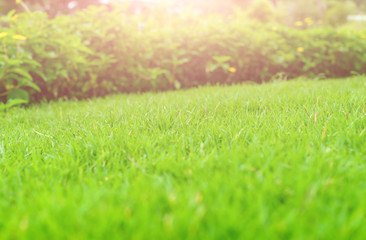 Fototapeta na wymiar The morning sun shines on the green lawn in front of the house. Natural background background