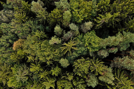Forrest