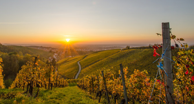 Weinberge im goldenen Licht im Sonnenuntergang Offenburg Schwarzwald