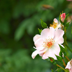 Heckenrose, Rosa canina