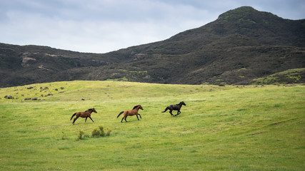 Naklejka premium Three wild horses running in the Kaimanawa mountain ranges, Central Plateau, New Zealand