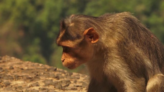 A shallow depth of field shot of a monkey in India