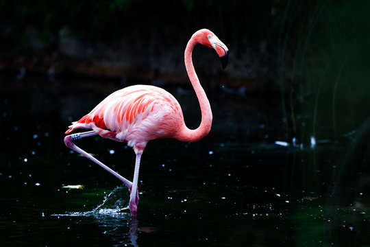Beautiful flamingo in pond