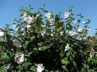 Summer flowering of hibiscus