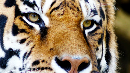 visage d& 39 un tigre en gros plan