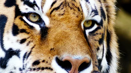 Crédence de cuisine en verre imprimé Tigre visage d& 39 un tigre en gros plan