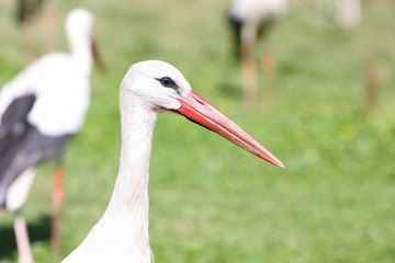 Weißstorch, Ciconia ciconia, Adebar