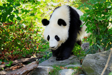 Panda giant is walking in nature - obrazy, fototapety, plakaty