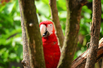 Curious macaw of ara between the trees - obrazy, fototapety, plakaty